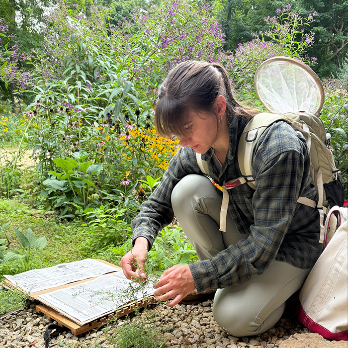 Significant Number of Specimens Identified Through the Franzen Biodiversity Fellowship at Wolter Woods and Prairies