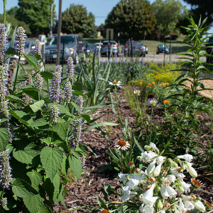 Pocket Prairie Creates Space to