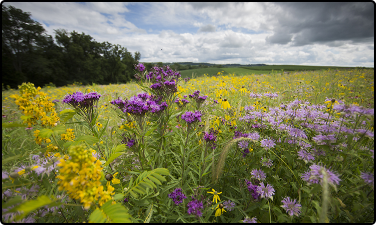 Wolters Woods and Prairies