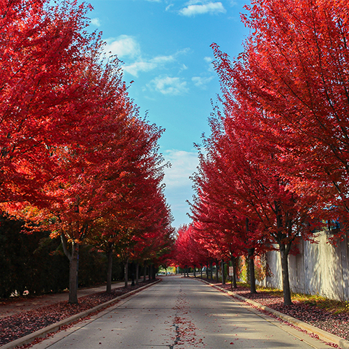 Small image placeholder